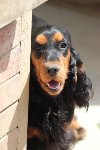 Les Cocker Spaniel Anglais de l'affixe des étoiles de Woodcock