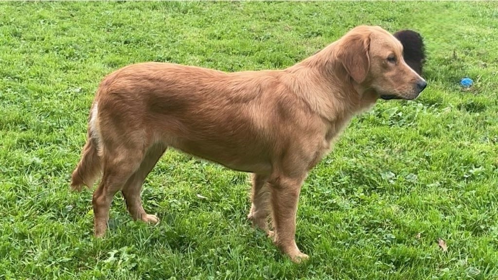 Les Golden Retriever de l'affixe des étoiles de Woodcock