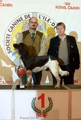 des étoiles de Woodcock - Poker Vom Wolfsbau gagne Paris Dog Show!!!