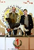  - Poker Vom Wolfsbau gagne Paris Dog Show!!!