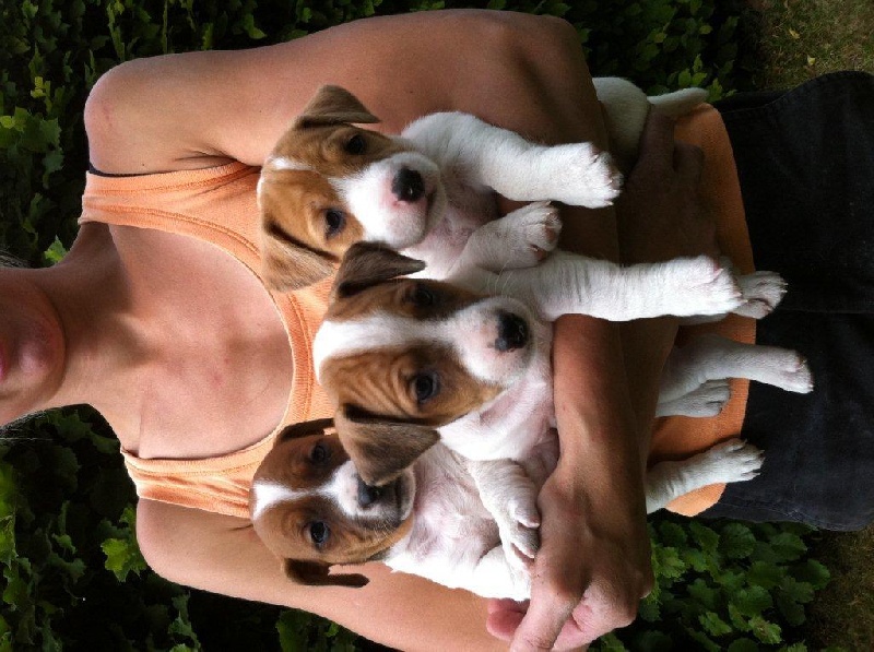 des étoiles de Woodcock - Jack Russell Terrier - Portée née le 27/04/2011