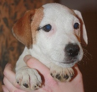 des étoiles de Woodcock - Jack Russell Terrier - Portée née le 04/01/2014