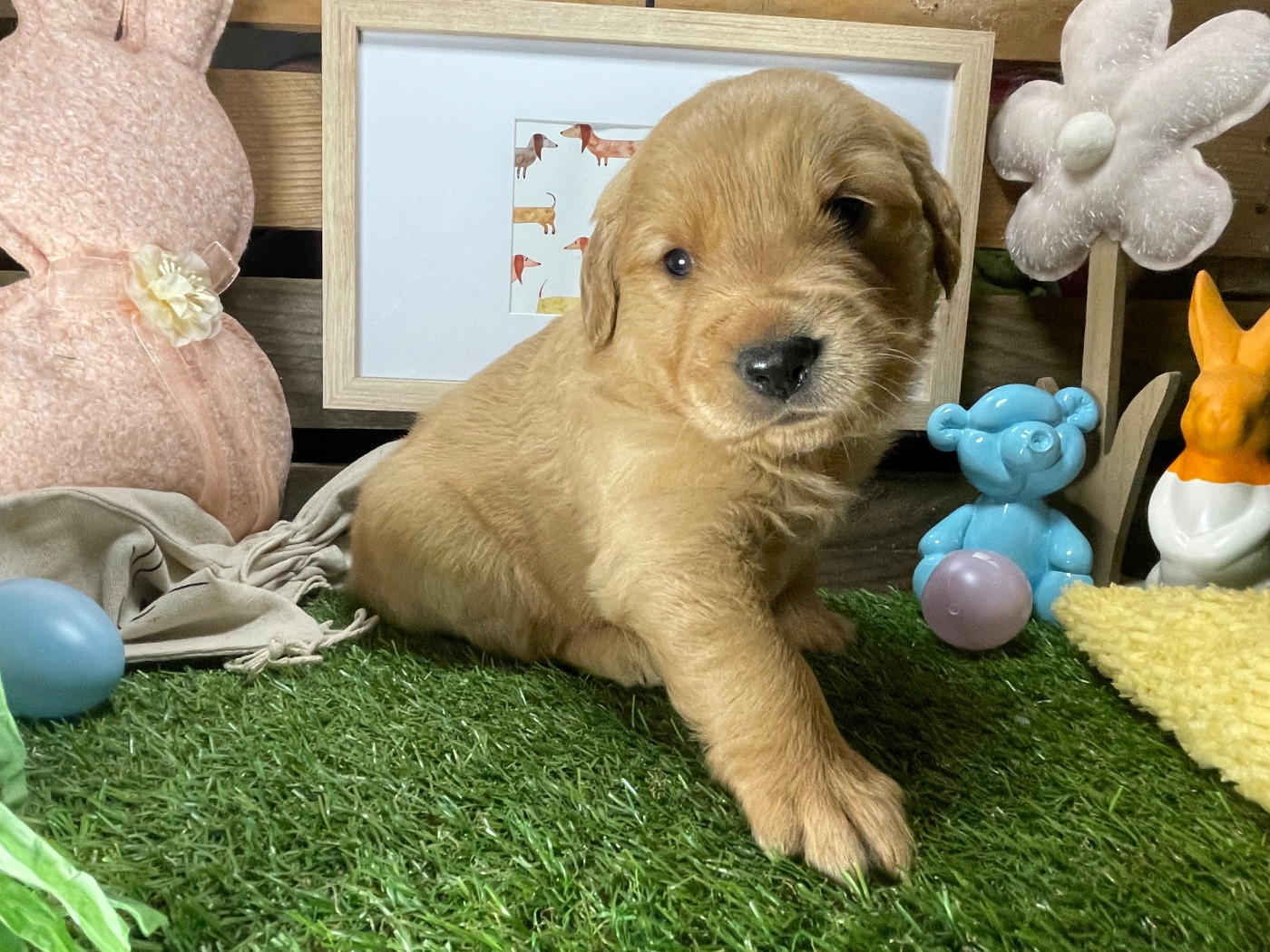 des étoiles de Woodcock - Chiots disponibles - Golden Retriever