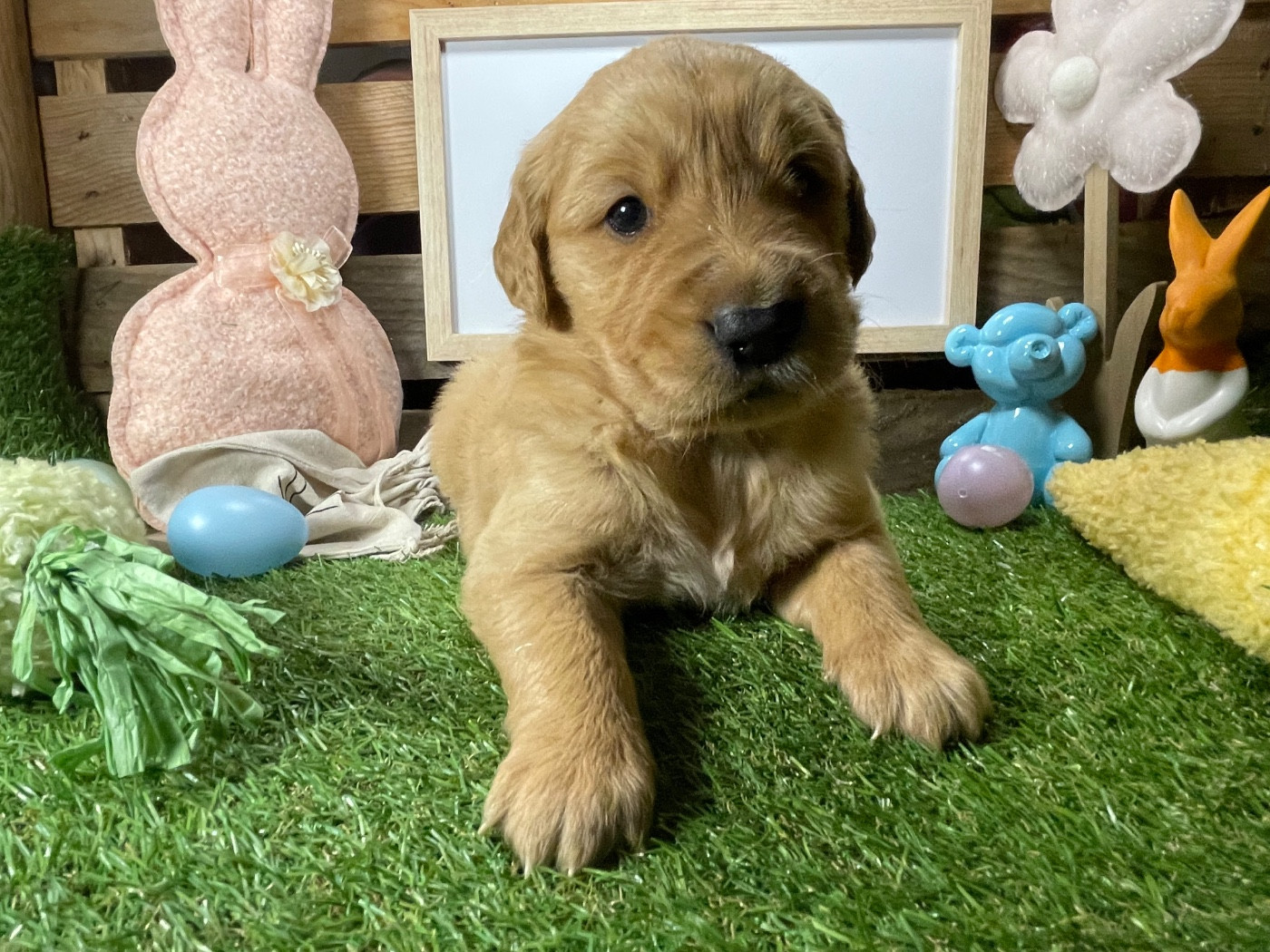 des étoiles de Woodcock - Chiots disponibles - Golden Retriever