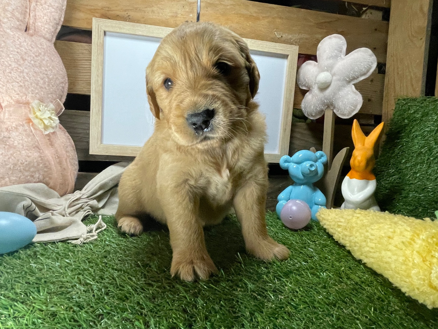 des étoiles de Woodcock - Chiots disponibles - Golden Retriever