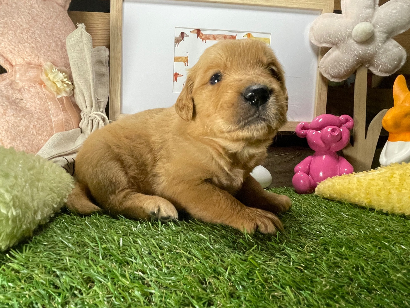 des étoiles de Woodcock - Chiots disponibles - Golden Retriever