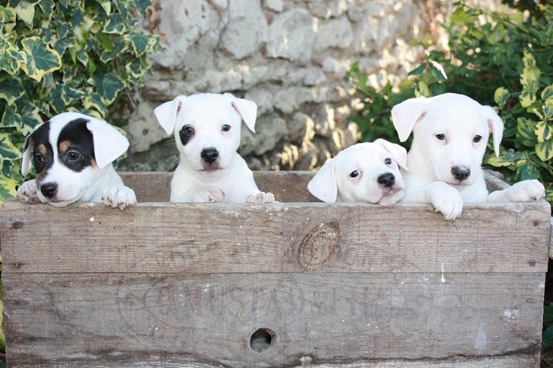 Chiot Jack Russell Terrier des étoiles de Woodcock