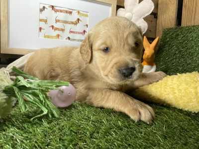 Chiot N°2