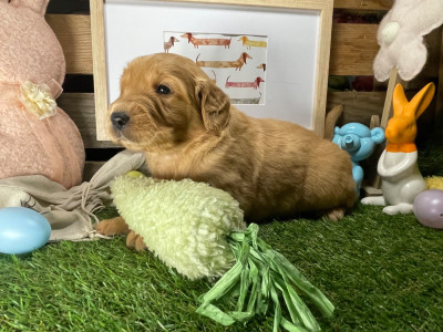 Chiot N°6