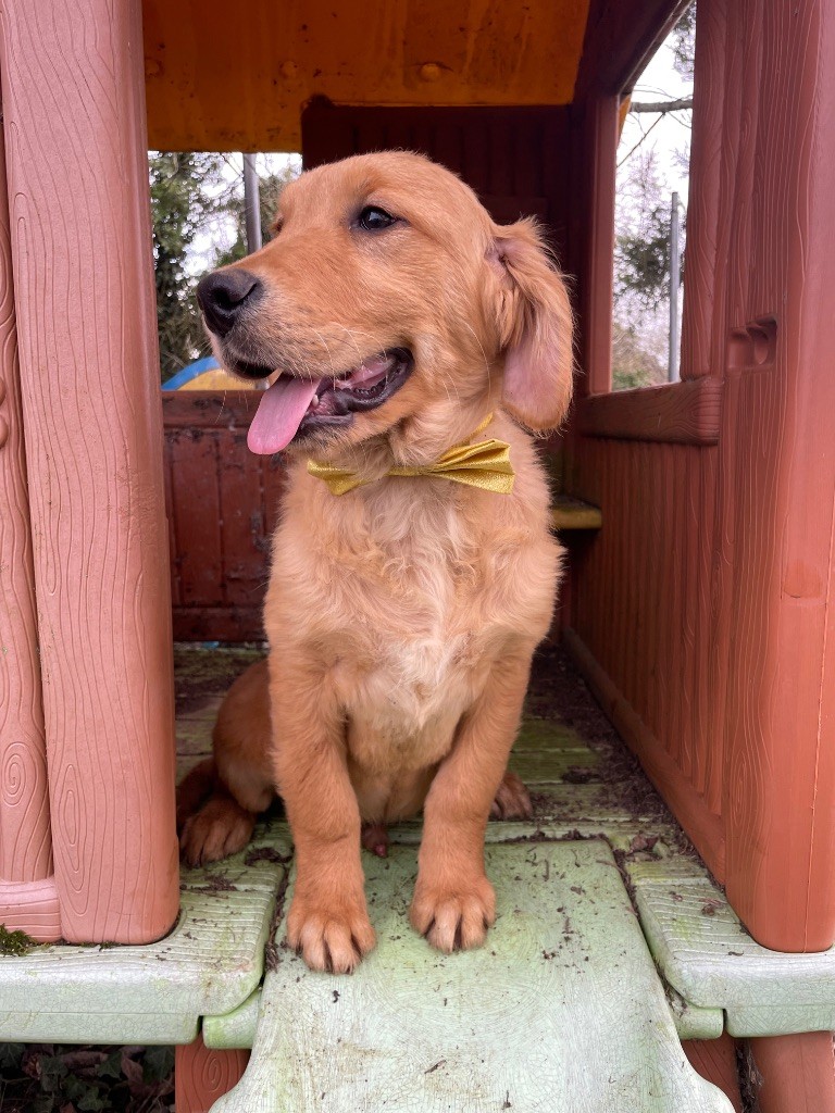 des étoiles de Woodcock - Chiots disponibles - Golden Retriever