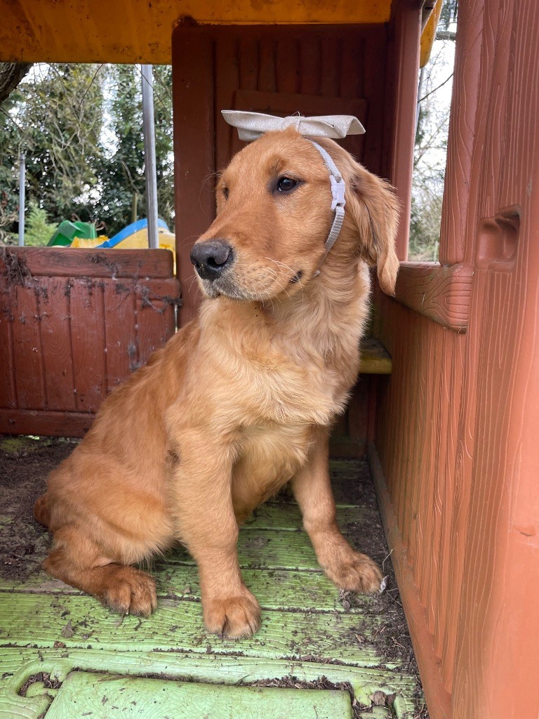 des étoiles de Woodcock - Chiots disponibles - Golden Retriever